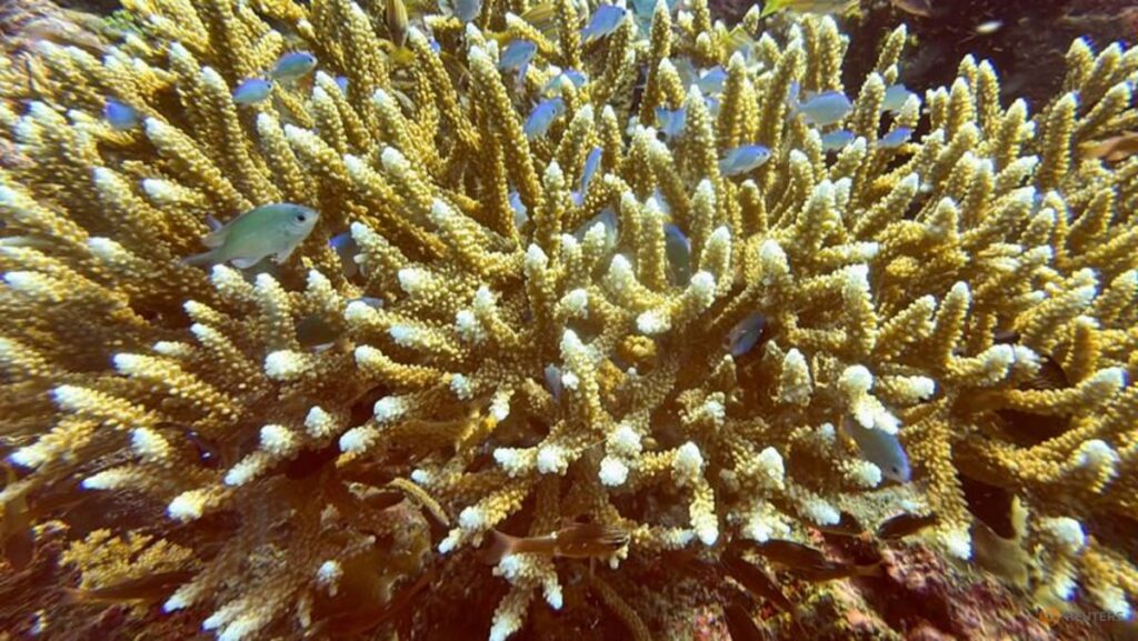 Scientists identify 166,000 sq km of coral reef capable of surviving climate crisis