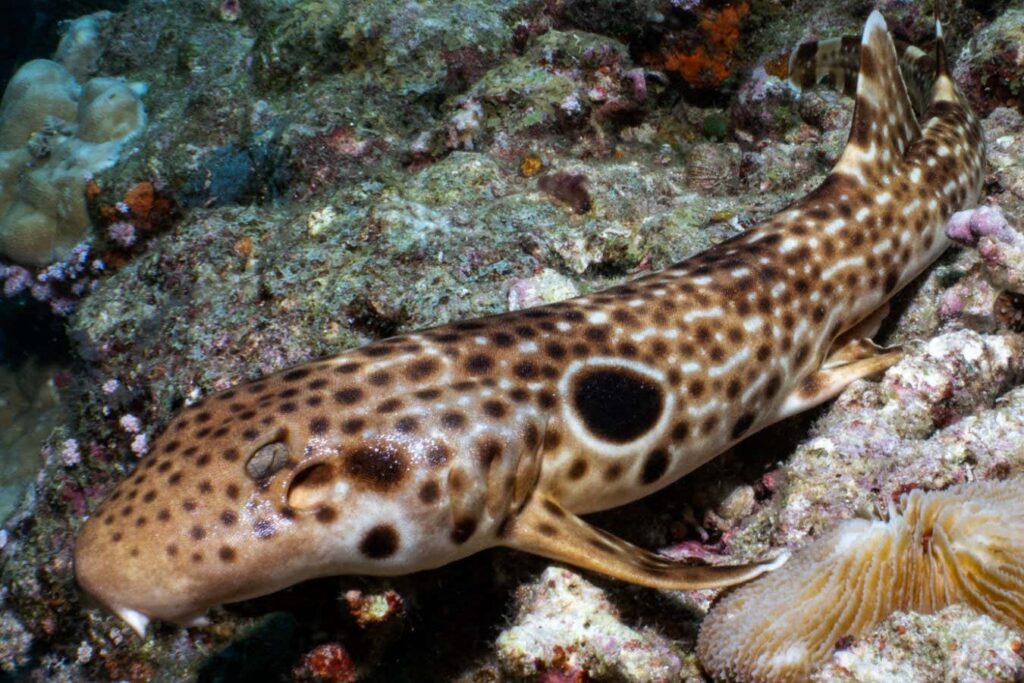 Walking shark found in Papua New Guinea is new to science
