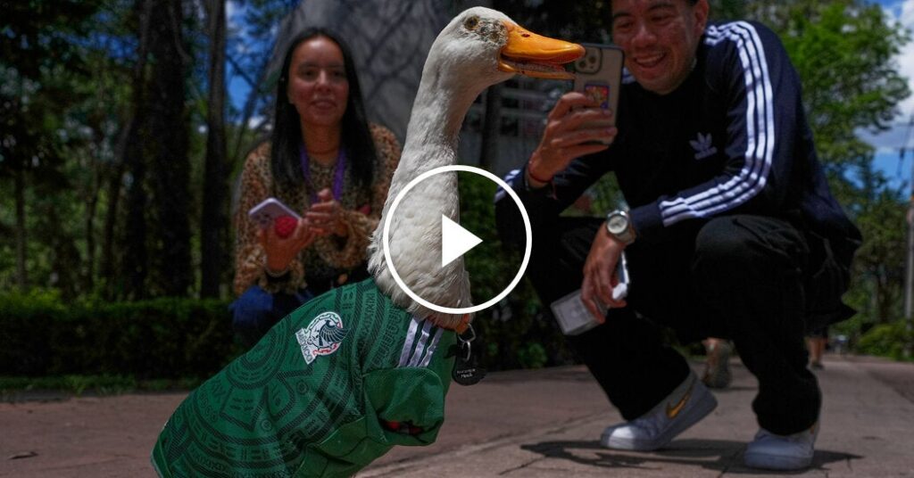 Among Mexico’s World Cup Fans: Merlin the Duck