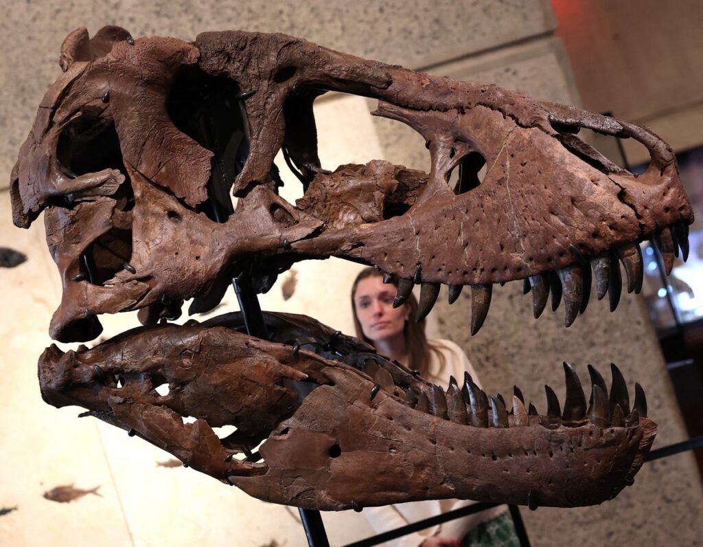 T. rex fossil named ‘Gus’ becomes the most expensive dinosaur sold at auction