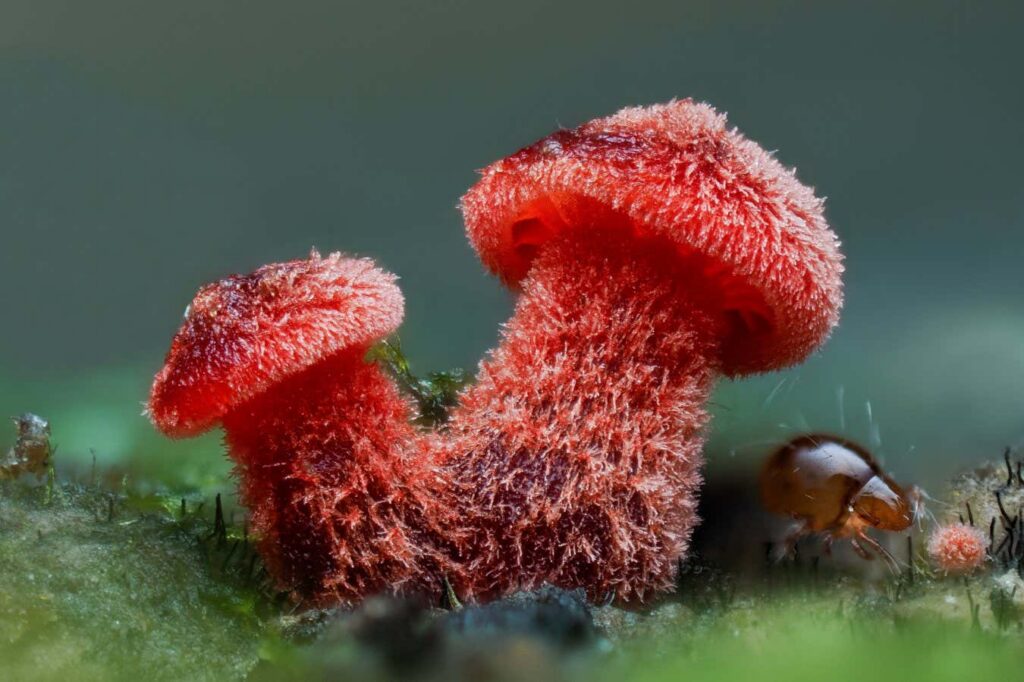 Stunning photos reveal the intricate beauty of fungi