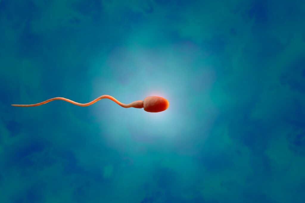 Tansplanted testicular tissue grew sperm in an infertile patient