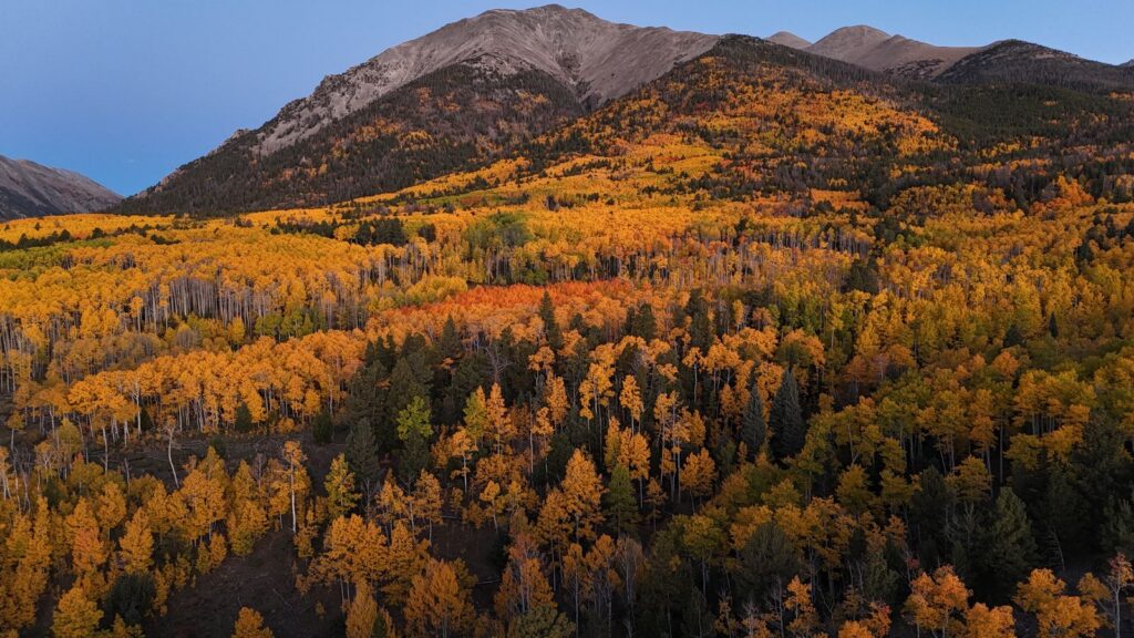 A single aspen clone in Utah called Pando covers 106 acres, weighs about 6,000 tonnes, and shares one root system that makes it a single organism roughly 14,000 years old, quietly dying now from mule deer eating every young shoot before it can grow