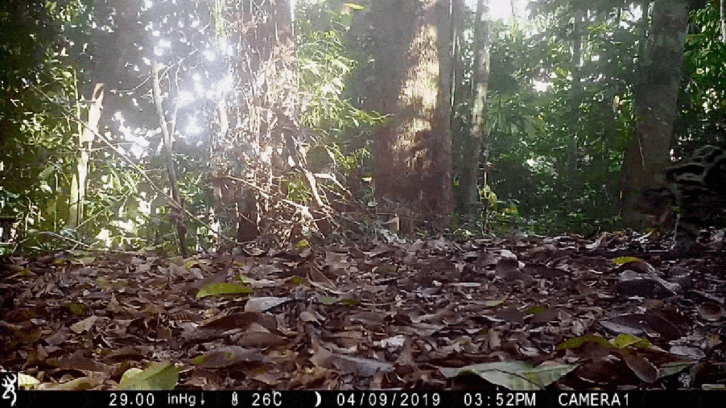 See unprecedented images of Sunda clouded leopards, the ‘ghosts of the forest’
