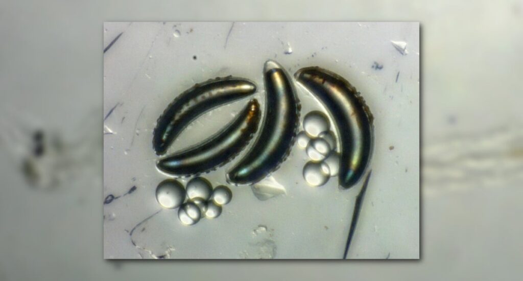 Why don’t insects live in the ocean?